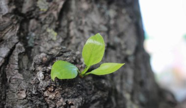 Ağaçta yeni bir yaprak
