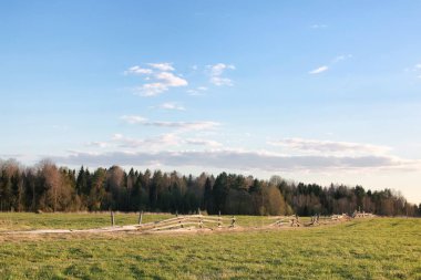 Yaz alan vahşi mera