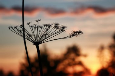 Nordic günbatımı siluet Şubesi