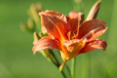 çiçek liliac yaprağı