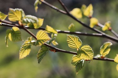 Bahar taze yaprakları bir ağaç günbatımı üzerinde