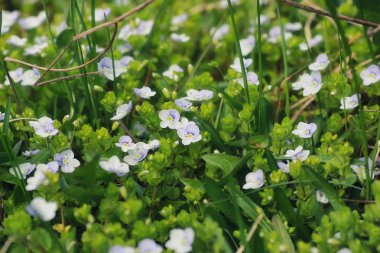 çim ve çiçek bir alanda bahar