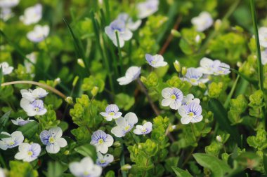 çim ve çiçek bir alanda bahar