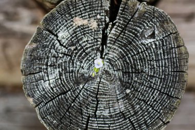 günlük popo daireler kesmek