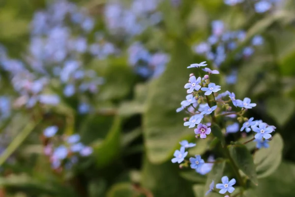 Primavera macro hoja y flor de nueva vida — Foto de Stock