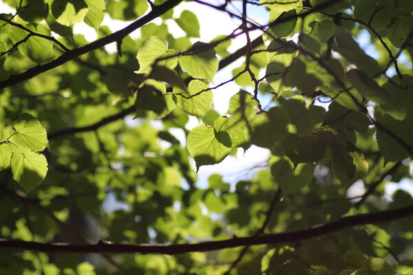 Фон листьев дерева подсветки солнечного света
