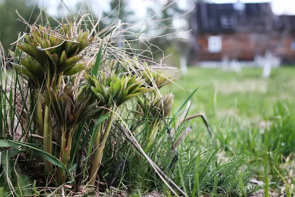 Wilde Frühlingsblume auf einem Feld — Stockfoto