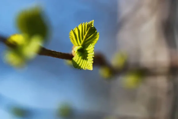 Folhas de primavera frescas em uma árvore — Fotografia de Stock