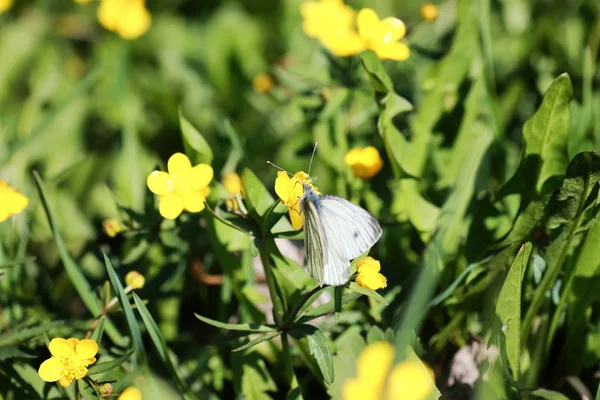 Bir alandaki vahşi bahar çiçek — Stok fotoğraf