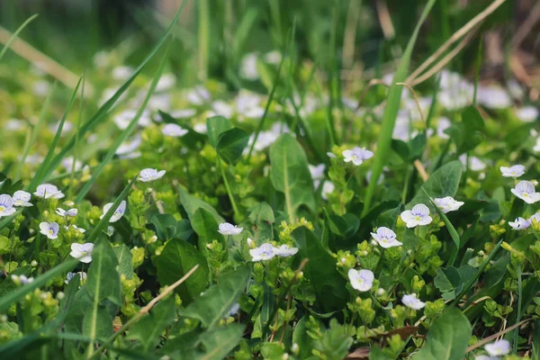 Çim ve çiçek bir alanda bahar — Stok fotoğraf
