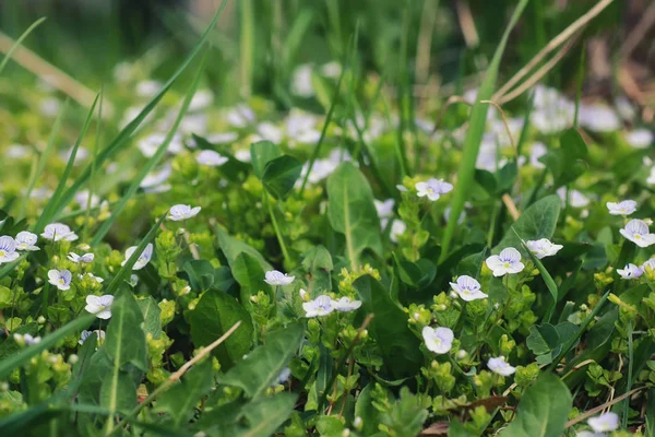 Hierba de primavera y flor en un campo — Foto de Stock