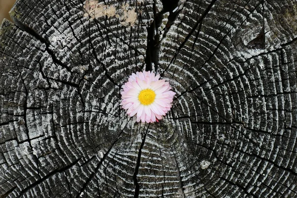 günlük popo daireler kesmek