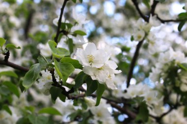 çiçek elma ağacı makro
