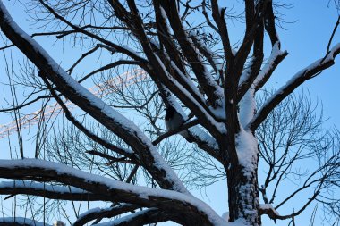 Huş çıplak kış kuş