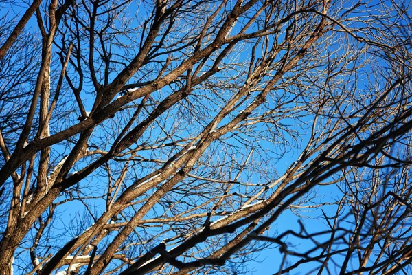 Abedul pájaro de invierno desnudo — Foto de Stock