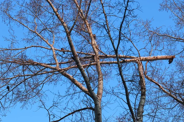 Ουρανός του χειμώνα σπασμένα υποκατάστημα δέντρο — Φωτογραφία Αρχείου