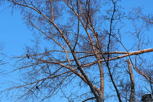 Зимние ветви деревьев — стоковое фото