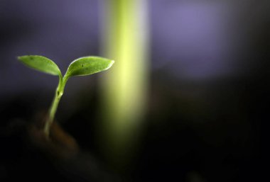 Yaz fide tohum ayçiçeği