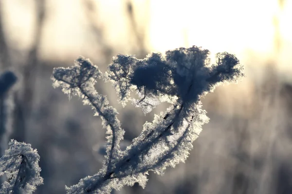 Ramo da planta coberto com macro neve inverno — Fotografia de Stock