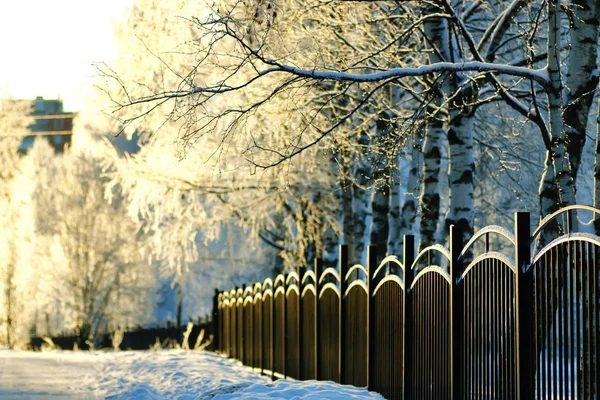 Fence covered snow winter park — Stock Photo, Image