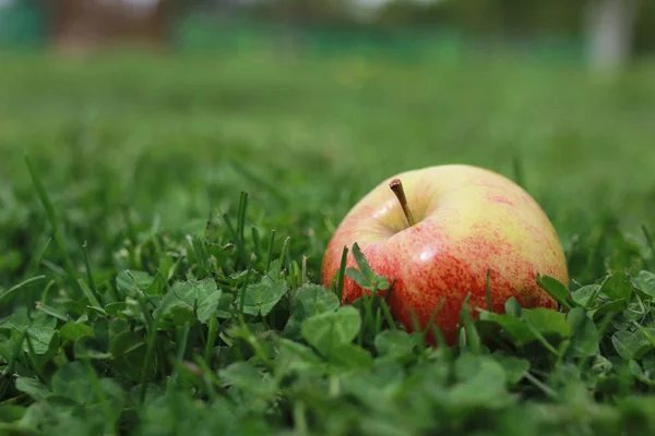 Pomme fraîche sur herbe — Photo