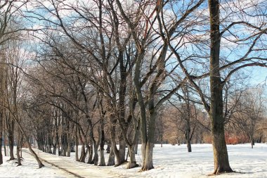 Erimiş kar manzarası ağacı