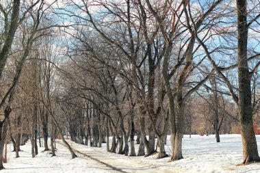 Erimiş kar manzarası ağacı