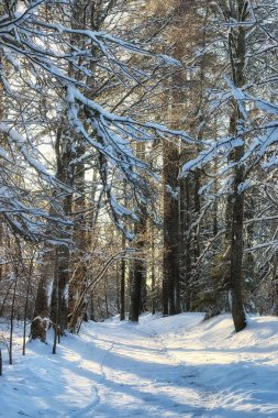 kış orman manzara güneş ışığı kar