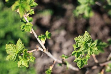 yeni hayat ağacının bahar brunch