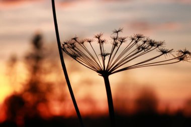 Nordic günbatımı siluet Şubesi