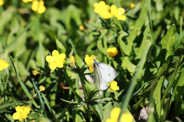 bir alandaki vahşi bahar çiçek