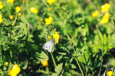 çim ve çiçek bir alanda bahar