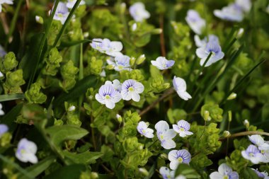 bir alandaki vahşi bahar çiçek