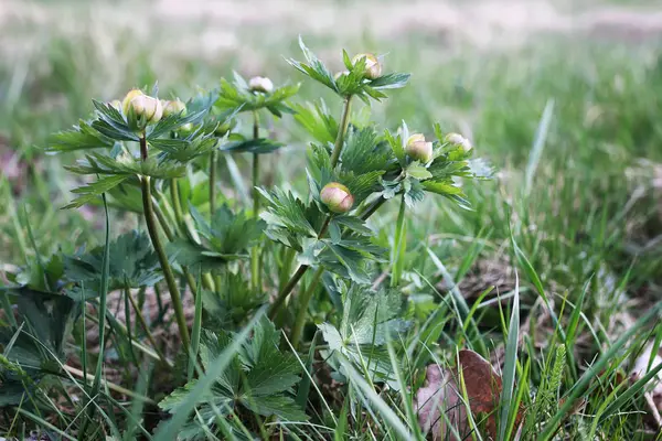 Wilde Frühlingsblume auf einem Feld — Stockfoto