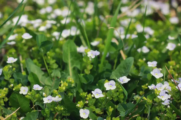 Çim ve çiçek bir alanda bahar — Stok fotoğraf
