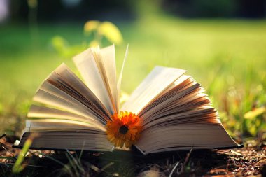 Çimenlerin üzerinde çiçek ile açık kitap