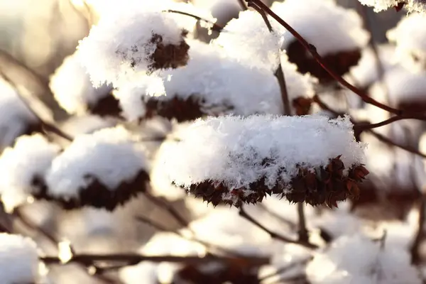 Zweig der Pflanze mit Schnee bedeckt Winter Makro — Stockfoto