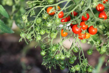 Şube ürün üzerinde domates