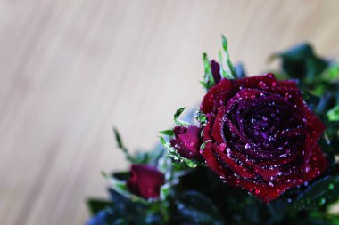 kırmızı gül bud bırak makro