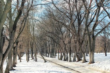 Erimiş kar manzarası ağacı