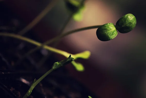 Box with small sprout from seeds — Stock Photo, Image