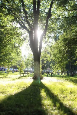 Park yaprak güneş