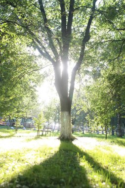 Park yaprak güneş