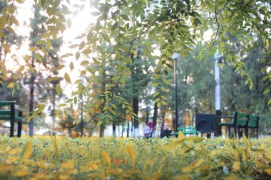 sonbahar park yaprak güneş