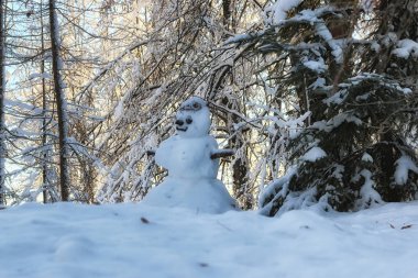 kış orman manzara güneş ışığı kar