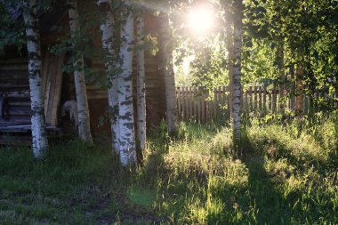 Huş ve ot günbatımı kırsal üzerinde