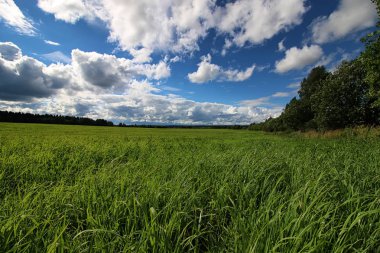 Peyzaj çayır gökyüzü bulut