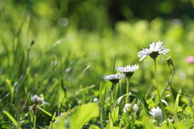 çiçek alanında Güneş'ten ışık