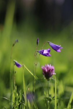 çiçek alanında Güneş'ten ışık