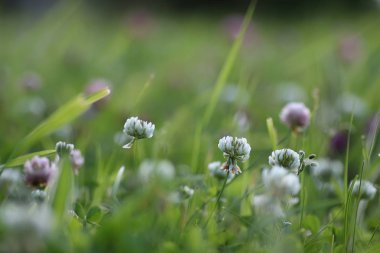 çiçek alanında Güneş'ten ışık